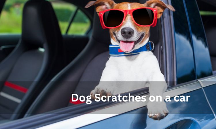 How to Remove Dog Scratches From Car | 3 Actionable DIY